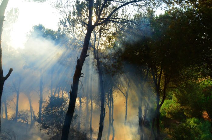 incendios-forestales-cambio-climatico-2023