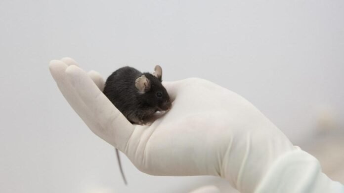 Pequeño ratón negro de laboratorio sostenido cuidadosamente en una mano cubierta con guante blanco de látex