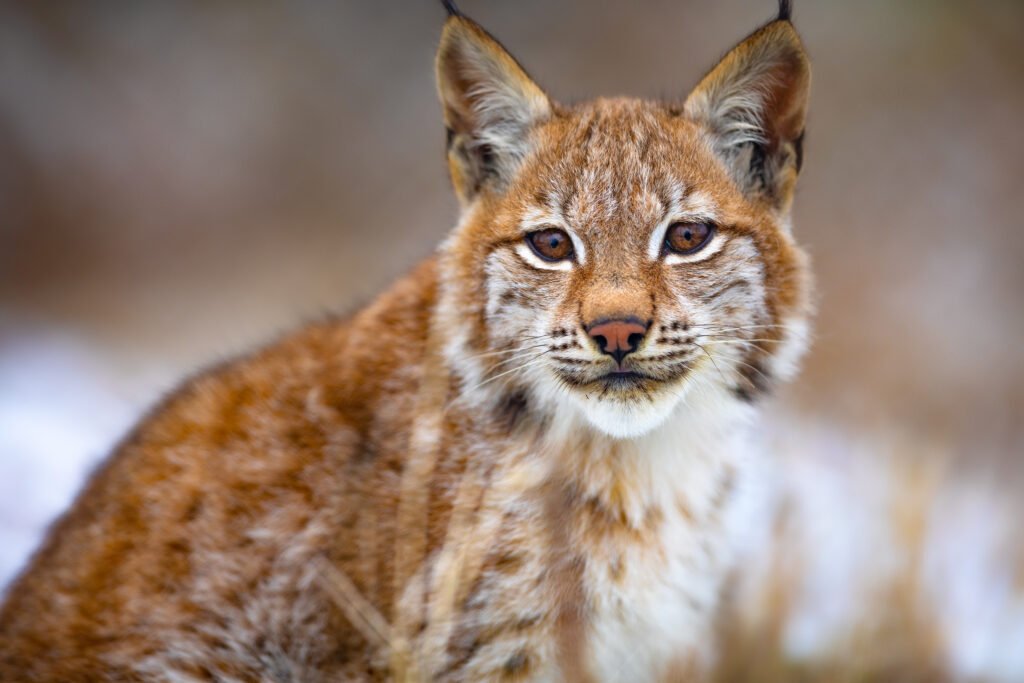 Un lince ibérico muere atropellado en Córdoba, elevando a 45 los casos en Andalucía en 9 meses. Ecologistas demandan acciones inmediatas para proteger la especie y mejorar la seguridad vial.