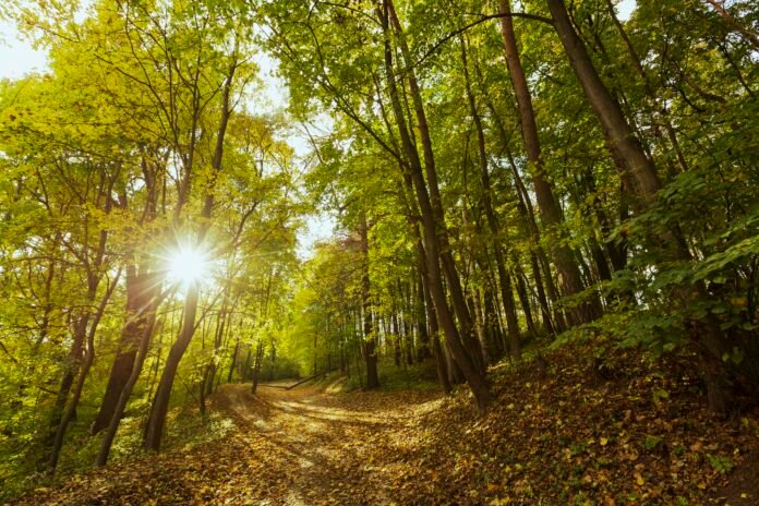 La Junta de Andalucía anuncia un presupuesto histórico para impulsar la sostenibilidad y conservación de sus bosques